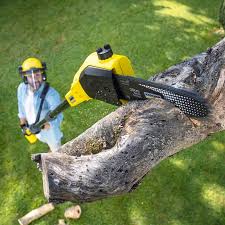 Trusted Eucalyptus Hills, CA Tree Care Experts