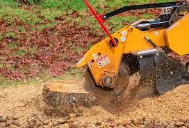 Best Tree Risk Assessment  in Eulyptus Hills, CA