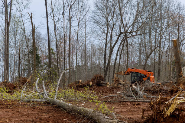 Best Fruit Tree Pruning  in Eulyptus Hills, CA