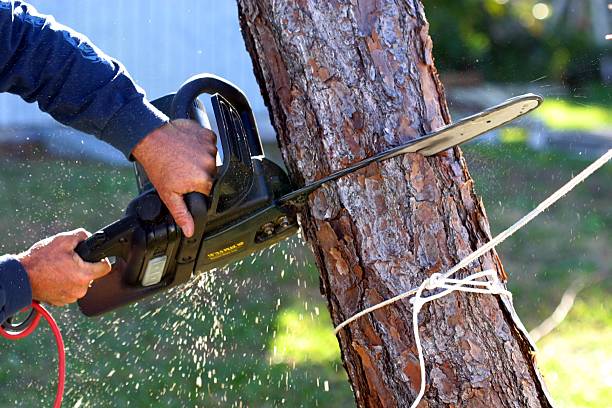 Best Tree Health Inspection  in Eulyptus Hills, CA