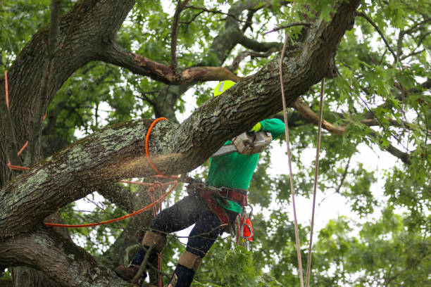 Best Tree Cabling and Bracing  in Eulyptus Hills, CA