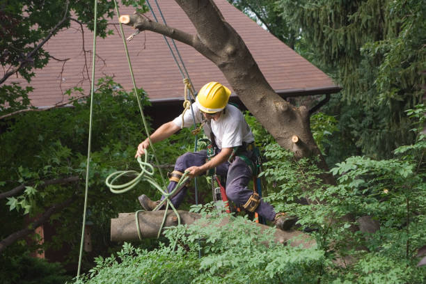 Best Hazardous Tree Removal  in Eulyptus Hills, CA