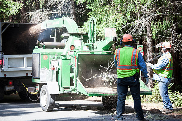 Best Hedge Trimming  in Eulyptus Hills, CA