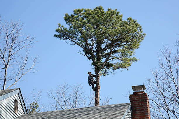 Lawn Watering Services in Eucalyptus Hills, CA